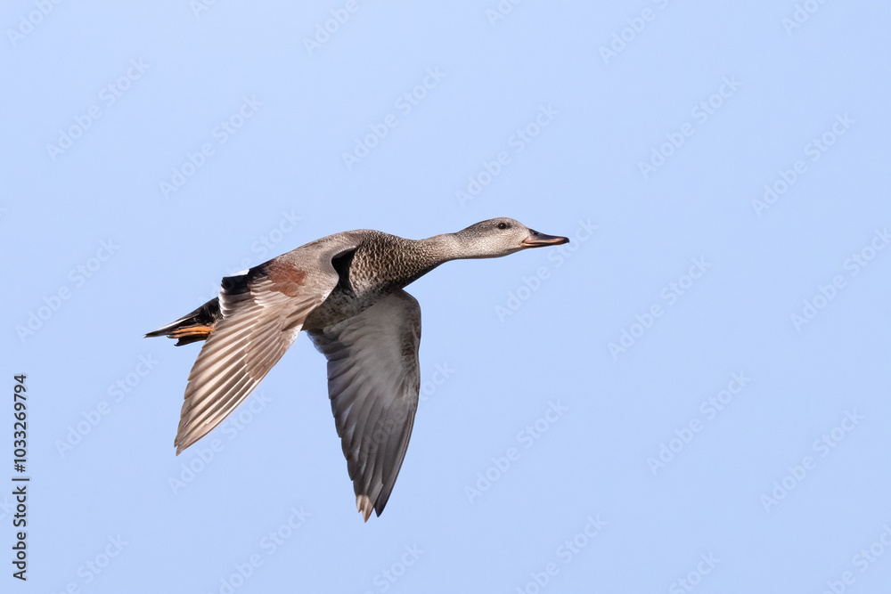 Obraz premium Gadwall
