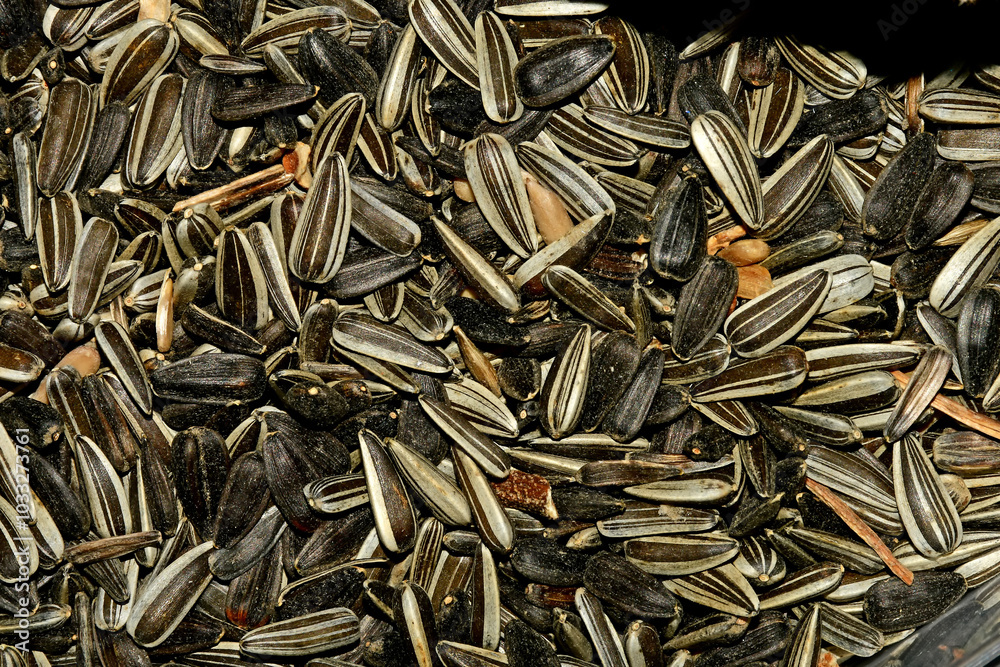 Bird food, sunflower seeds in a closeup Bird food, sunflower seeds in a closeup
