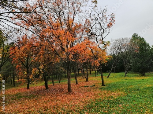 autumn in xian photo