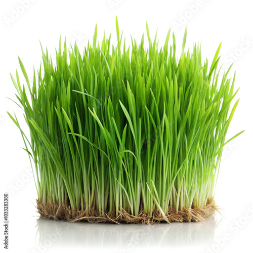 green grass isolated on white