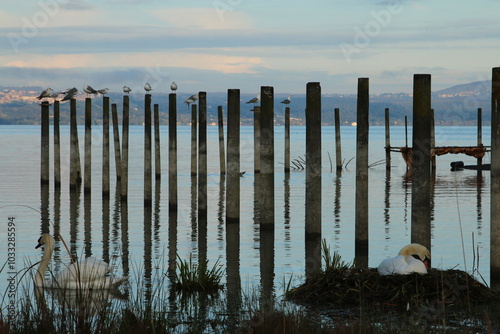 cigni lago photo