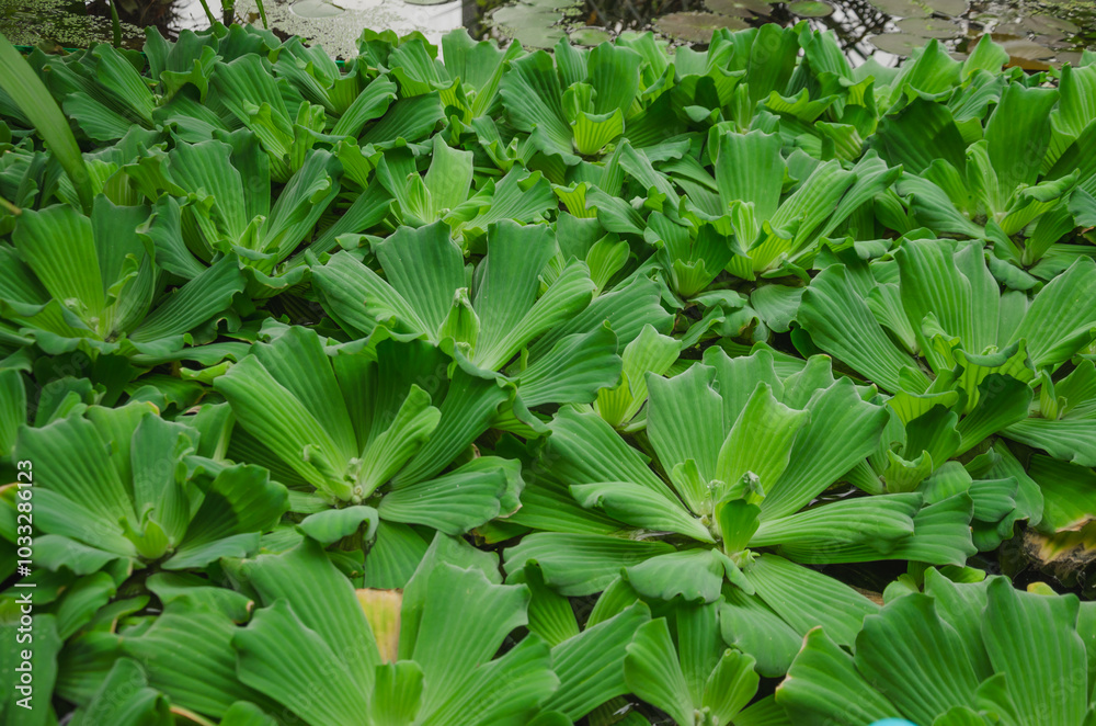 Pistia Stratiotes water lettuce floats on the surface of the water Pistia Stratiotes water lettuce floats on the surface of the water