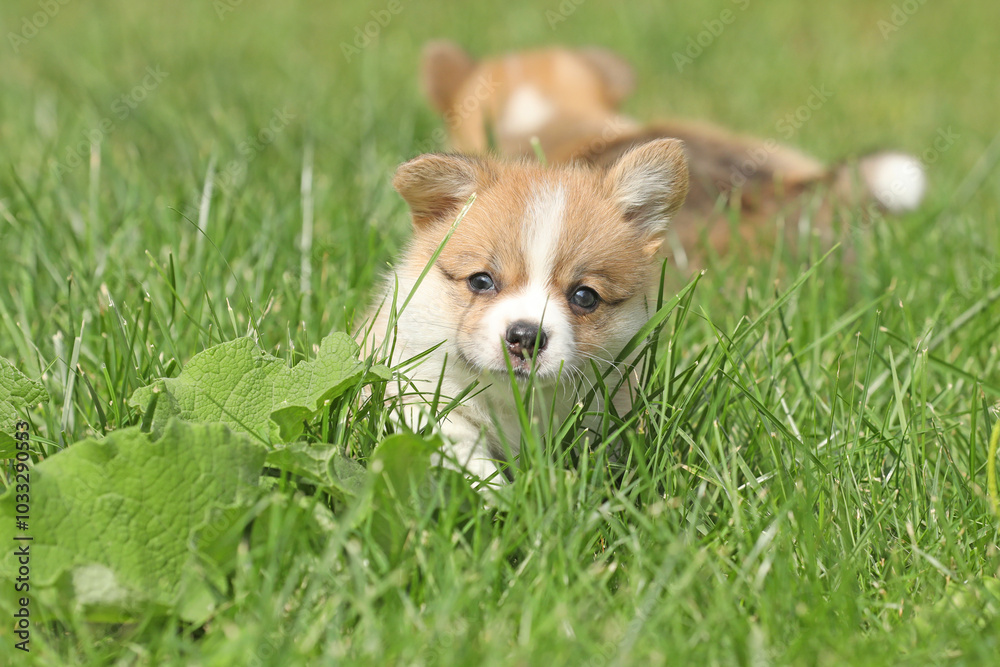 Cute small pembroke welsh corgi puppy in the grass in the garden Cute small pembroke welsh corgi puppy in the grass in the garden