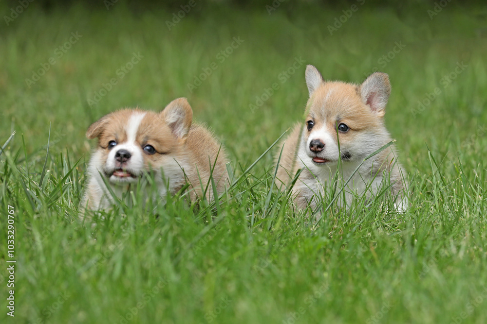 Cute small pembroke welsh corgi puppy in the grass in the garden Cute small pembroke welsh corgi puppy in the grass in the garden