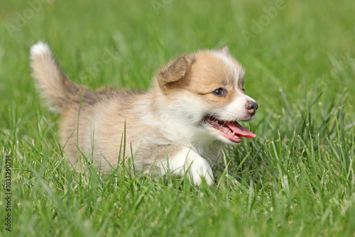 Cute small pembroke welsh corgi puppy in the grass in the garden