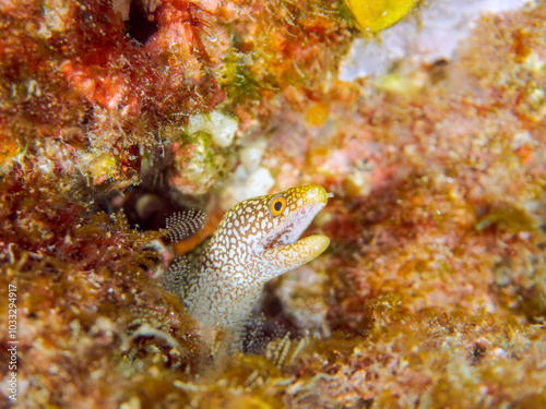 美しいワカウツボ（ウツボ科）の幼魚。
英名、学名：Abbott's moray eel (Gymnothorax meleagris)
静岡県伊豆半島賀茂郡南伊豆町中木ヒリゾ浜-2024年
 photo