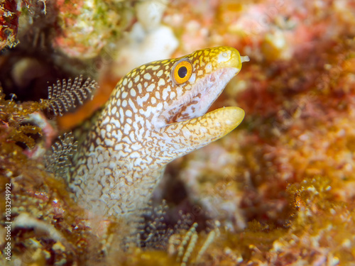 美しいワカウツボ（ウツボ科）の幼魚。 英名、学名：Abbott's moray eel (Gymnothorax meleagris) 静岡県伊豆半島賀茂郡南伊豆町中木ヒリゾ浜-2024年 