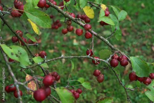 Small ornamental edible red apples on branches. Autumn background 