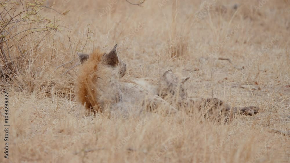 Spotted hyena lying under a tree, slow motion, Kruger National Park, South Africa Spotted hyena lying under a tree, slow motion, Kruger National Park, South Africa