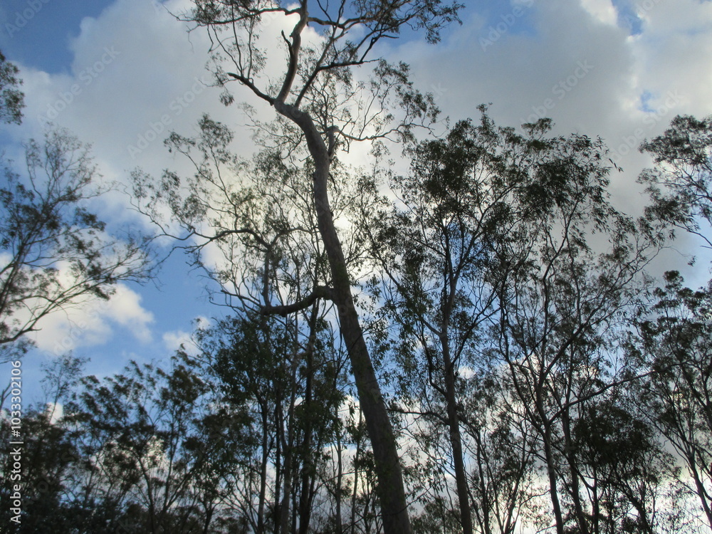 Fototapeta premium Trees in the Sky in the Bush in Queensland Australia