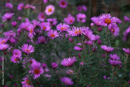 Purple Aster flowers in the garden. Aster Frikarti flowers on autumn