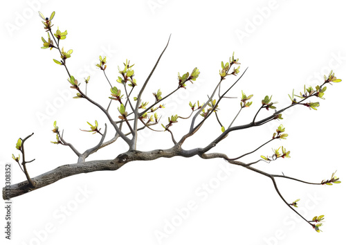 budding tree branches isolated on transparent background