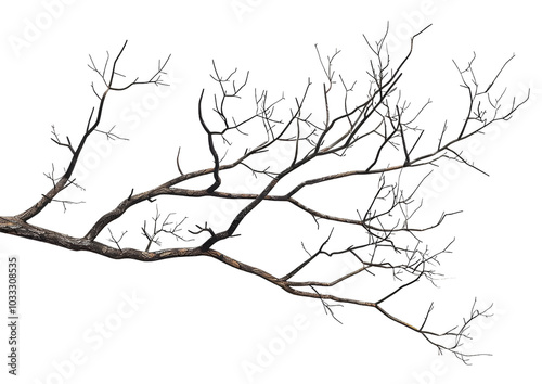 bare tree branches isolated on transparent background