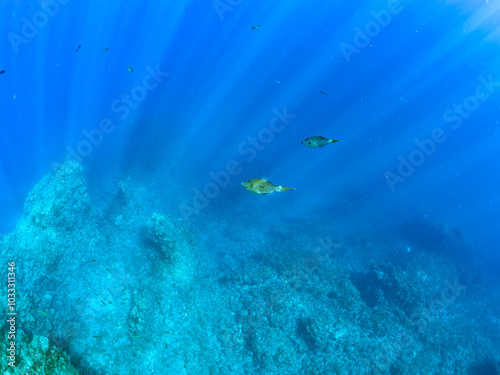 美しいソウシハギ（カワハギ科）他。 英名、学名：Scrawled filefish, Aluterus scriptus 美しいキビナゴ（ニシン科）他の大群。 英名、学名：Silver-Stripe Round Herrings (Spratelloides gracilis) 静岡県伊豆半島賀茂郡南伊豆町中木ヒリゾ浜-2024年 