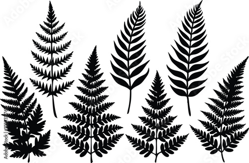 Set of fern black silhouette flat vector illustration on transparent background