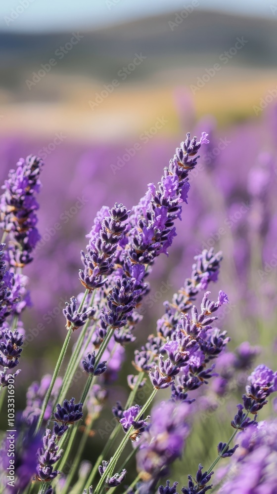Obraz premium close-up of lavender with delicate blurred background of lavender field