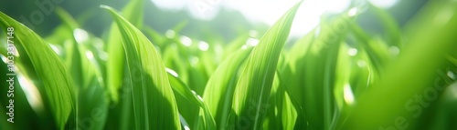 Green Leaf Texture Background.