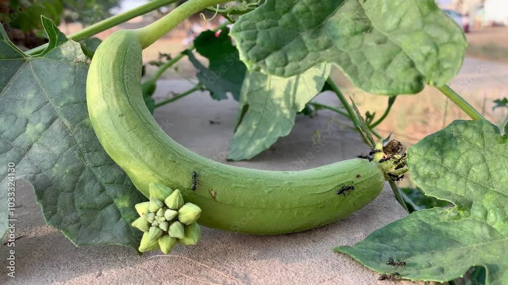 : Zucchini flower with slight wrinkles, fresh garden bloom, textured petals, natural imperfections, close-up of zucchini blossom, vibrant yellow flower, organic gardening, delicate flower
