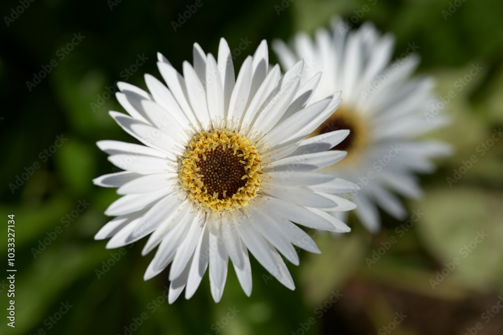 Obraz premium 白いガーベラ