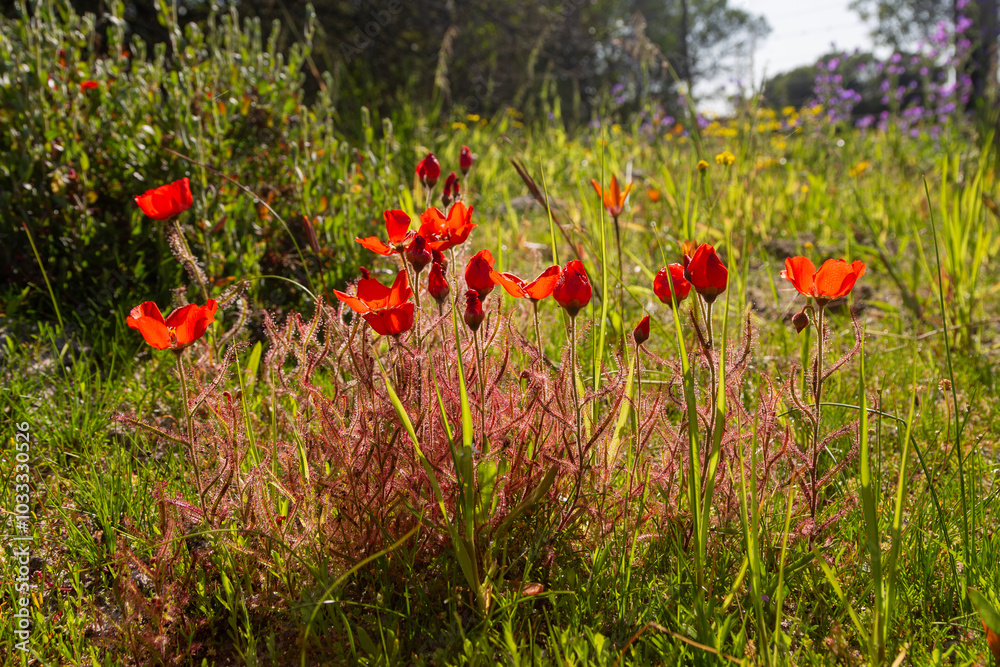Φωτογραφία South African Wildflower: The beautiful red flowered form of the sundew Drosera
