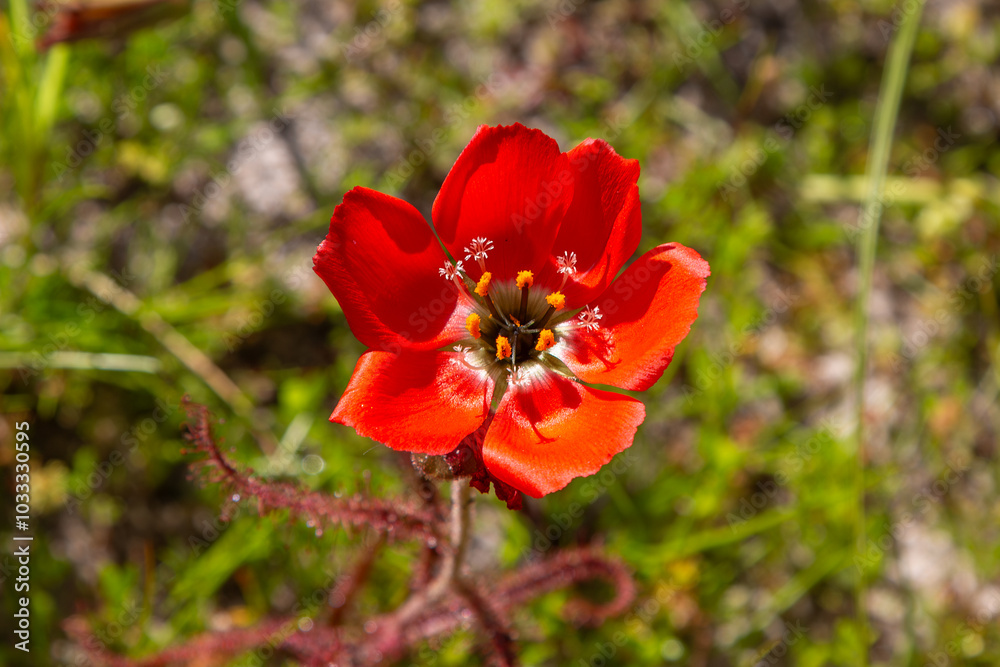 South African Wildflower: The beautiful red flowered form of the sundew Drosera cistiflora (a carnivorous plant) in natural habitat west of Darling, South Africa South African Wildflower: The beautiful red flowered form of the sundew Drosera cistiflora (a carnivorous plant) in natural habitat west of Darling, South Africa