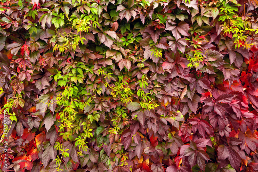 Beautiful background of autumn leaves. Beautiful background of autumn leaves.