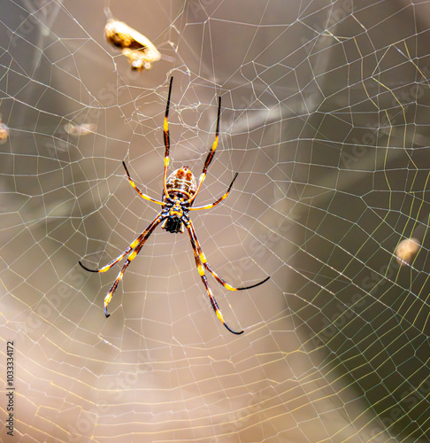 Spider in web photo