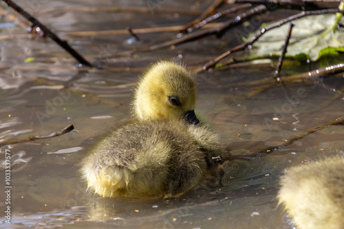 A charming gosling paddles in serene water, surrounded by twigs and colorful leaves, showcasing natures beauty photo