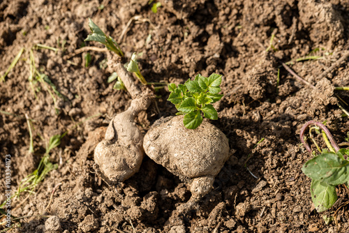 dahlia tuber with green sprout close-up photo