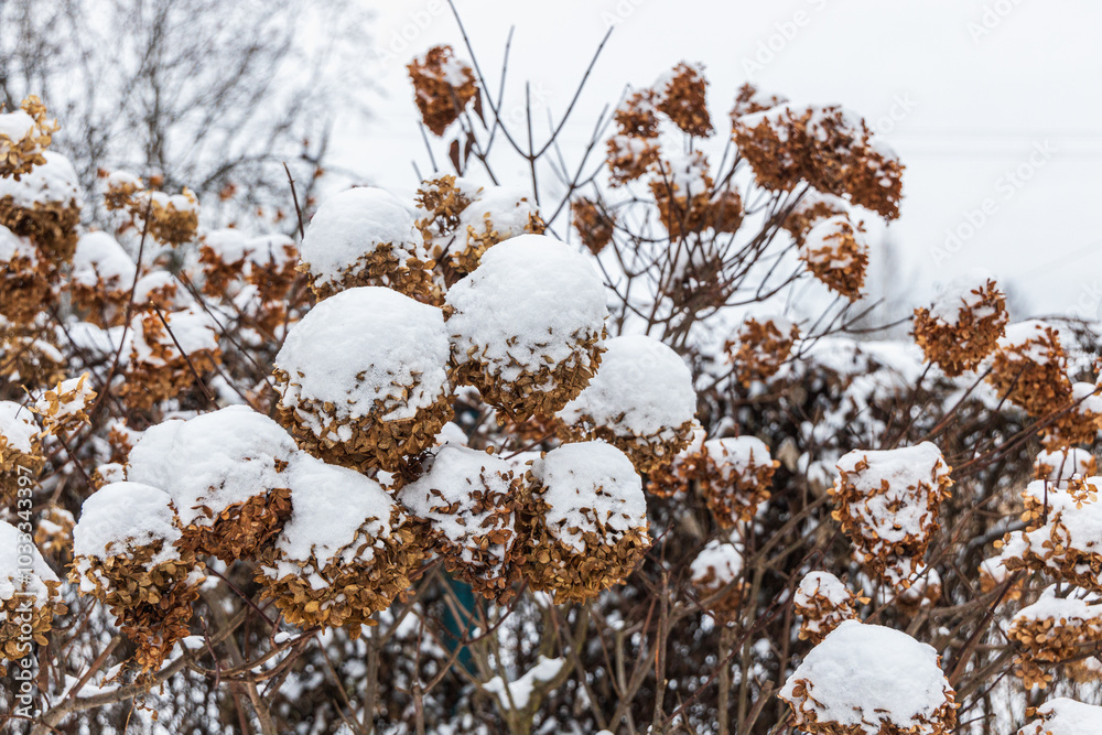 The withered inflorescences of a hydrangea are covered with snow. The withered inflorescences of a hydrangea are covered with snow.