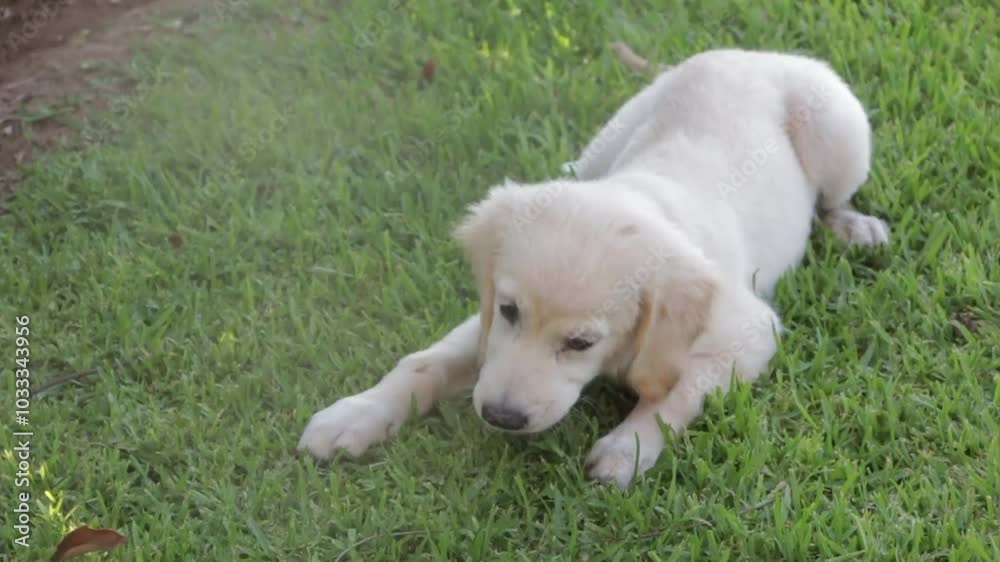 Overhead view captures playful Golden Retriever holding ball in its mouth while lying on grassy field. The dog's joyful expression shows its enthusiasm as it plays in green space Overhead view captures playful Golden Retriever holding ball in its mouth while lying on grassy field. The dog's joyful expression shows its enthusiasm as it plays in green space