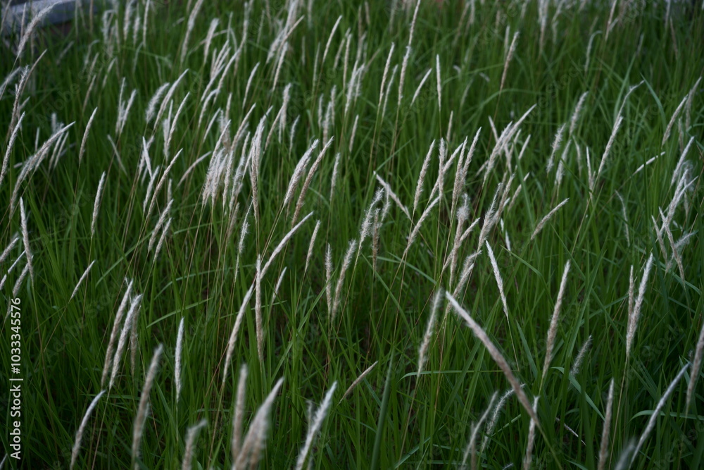green grass background green grass background
