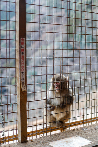 Arashiyama Monkey Park photo