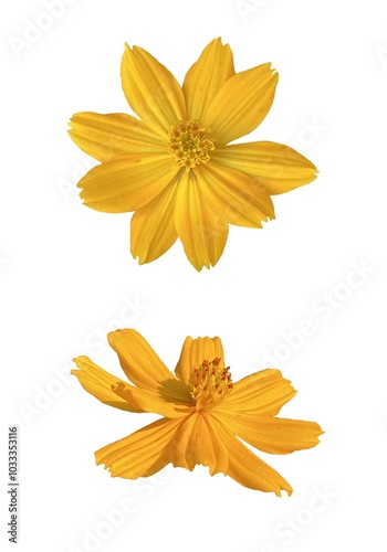 Image of yellow flowers, multiple perspectives, natural, placed on a white background, easy to cut, can be used in many ways as a graphic design application.