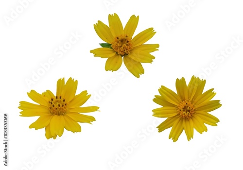 Image of yellow flowers, multiple perspectives, natural, placed on a white background, easy to cut, can be used in many ways as a graphic design application.
