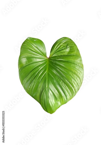 Image of green leaves, natural, placed on a white background for easy cutting to use in various design works.