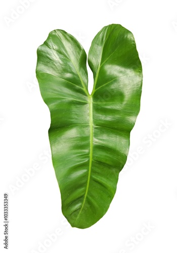 Image of green leaves, natural, placed on a white background for easy cutting to use in various design works.