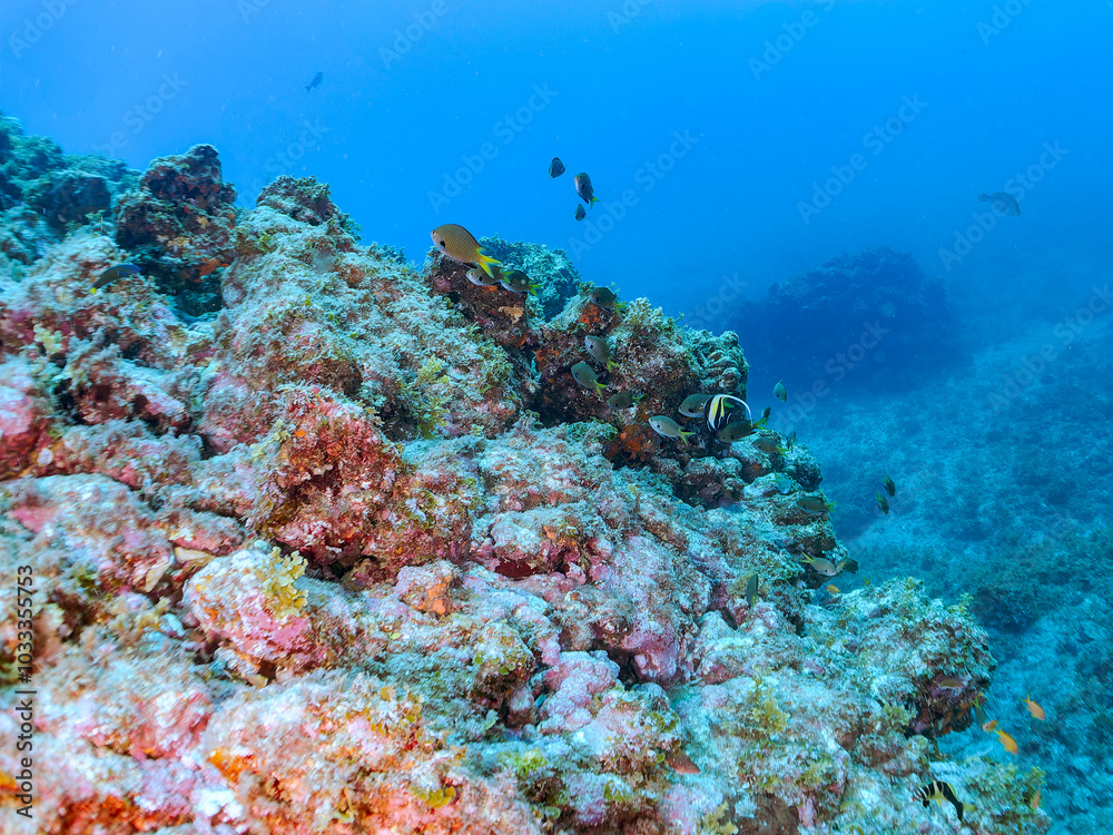 日本固有種の可愛いレンテンヤッコ(キンチャクダイ科)の幼魚、ツノダシ(ツノダシ科)、キンギョハナダイ(ハナダイ亜科)、キホシスズメダイ(スズメダイ科)他の群れ
英名、学名:Japanese angelfish (Centropyge interruptus)
Moorish Idol, Zanclus cornutus
Sea Goldie, Pseudanthias squamipinnis
日本固有種の可愛いレンテンヤッコ(キンチャクダイ科)の幼魚、ツノダシ(ツノダシ科)、キンギョハナダイ(ハナダイ亜科)、キホシスズメダイ(スズメダイ科)他の群れ
英名、学名:Japanese angelfish (Centropyge interruptus)
Moorish Idol, Zanclus cornutus
Sea Goldie, Pseudanthias squamipinnis