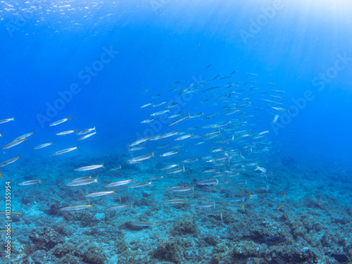 迫力あるタイワンカマス（カマス科）他の群れ。
英名、学名：Yellowtail barracuda (Sphyraena obtusata) 
静岡県伊豆半島賀茂郡南伊豆町中木ヒリゾ浜-2024年
 photo