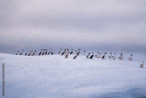 A flock of cormorants sitting on the snow. Antarctica photo