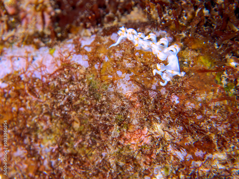 美しいサキシマミノウミウシ(ケラマミノウミウシ科)。
英名、学名:Sakishima Sea Slug (Flabellina macassarana)
静岡県伊豆半島賀茂郡南伊豆町中木ヒリゾ浜-2024年
美しいサキシマミノウミウシ(ケラマミノウミウシ科)。
英名、学名:Sakishima Sea Slug (Flabellina macassarana)
静岡県伊豆半島賀茂郡南伊豆町中木ヒリゾ浜-2024年
