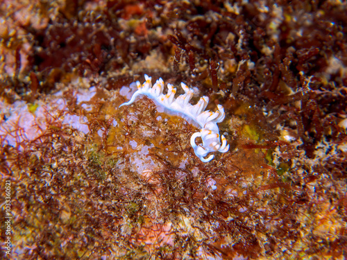 美しいサキシマミノウミウシ（ケラマミノウミウシ科）。
英名、学名：Sakishima Sea Slug (Flabellina macassarana)
静岡県伊豆半島賀茂郡南伊豆町中木ヒリゾ浜-2024年
 photo