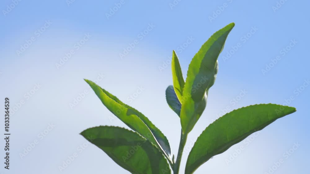 Blue sky and tea plantation, close-up, Uji, Kyoto, Japan Blue sky and tea plantation, close-up, Uji, Kyoto, Japan