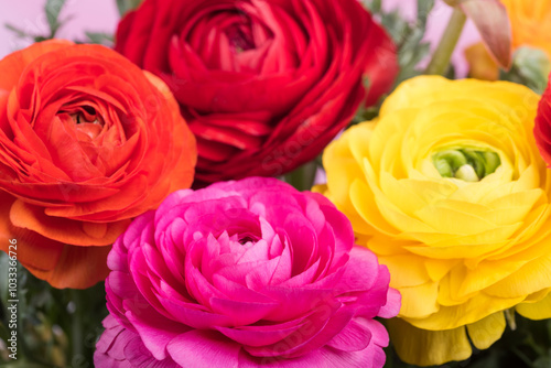 カラフルなラナンキュラスの花々のアップ