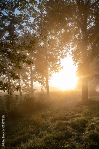 A breathtaking sunrise casts warm light over a misty forest, which creates a truly tranquil and ethereal atmosphere