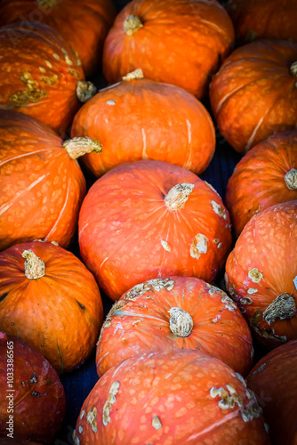 Kürbis, Red Lamp, Cucurbita maxima, Speisekürbis, Hokkaido, Kürbisernte, Kürbismarkt, Kürbisfest, Kürbisrezepte, Herbstmarkt, Herbstfest, Herbst, Schweiz photo