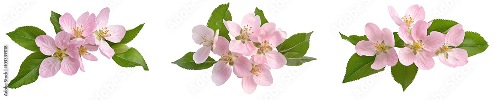 Pink flowers and green leaves of Malus floribunda (profusely flowering apple) in a spring floral arrangement isolated on white or transparent background Pink flowers and green leaves of Malus floribunda (profusely flowering apple) in a spring floral arrangement isolated on white or transparent background