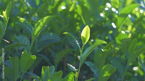 Tea plantation, close-up of fresh tea leaves, Uji, Kyoto, Japan photo