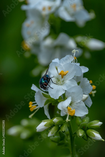 Blooming white Jacob's ladder flowers blossoming photo