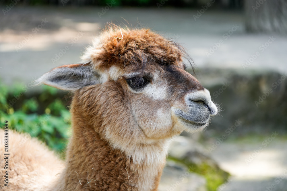 Obraz premium Portrait of an alpaca. Animal close-up.